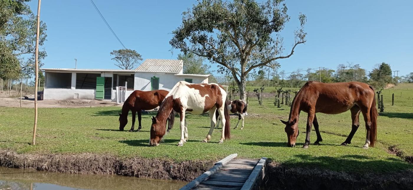 Fazenda à venda com 3 quartos, 80000m² - Foto 6