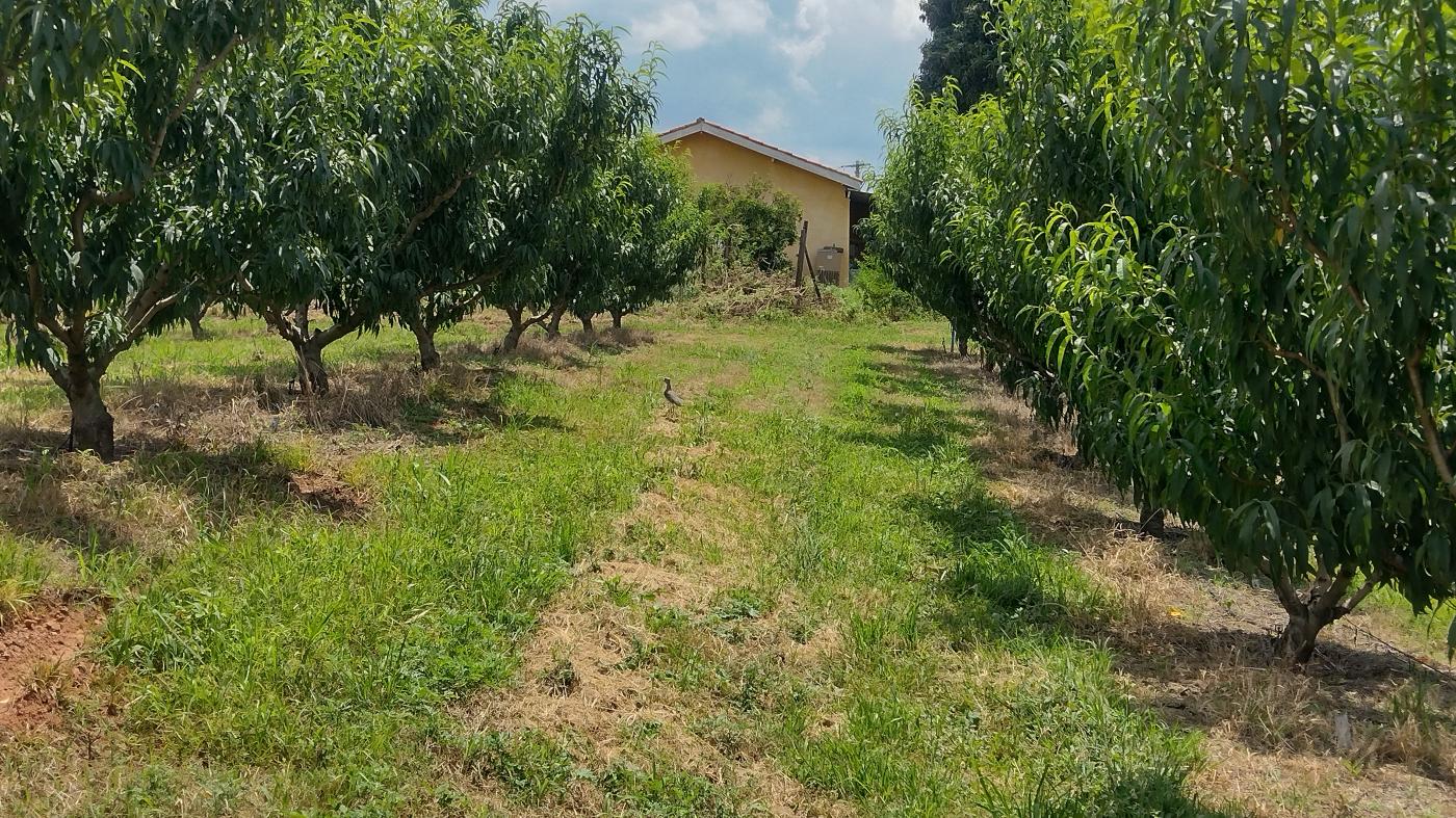 Fazenda à venda, 50000m² - Foto 27