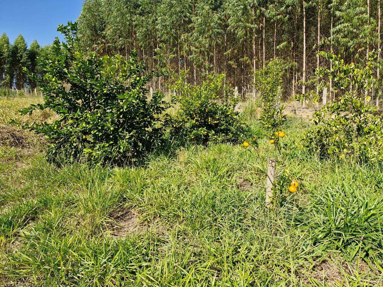 Chácara à venda com 4 quartos, 1300M2 - Foto 13