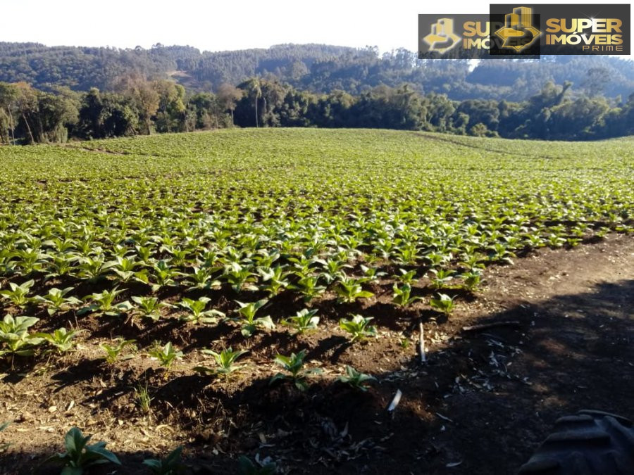 Fazenda à venda com 2 quartos, 450000m² - Foto 17