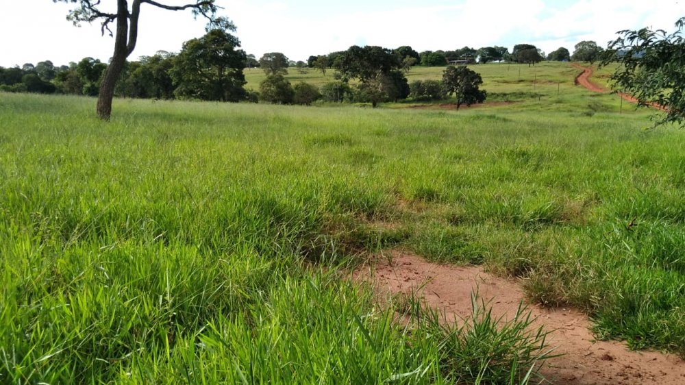 Fazenda à venda, 20m² - Foto 5