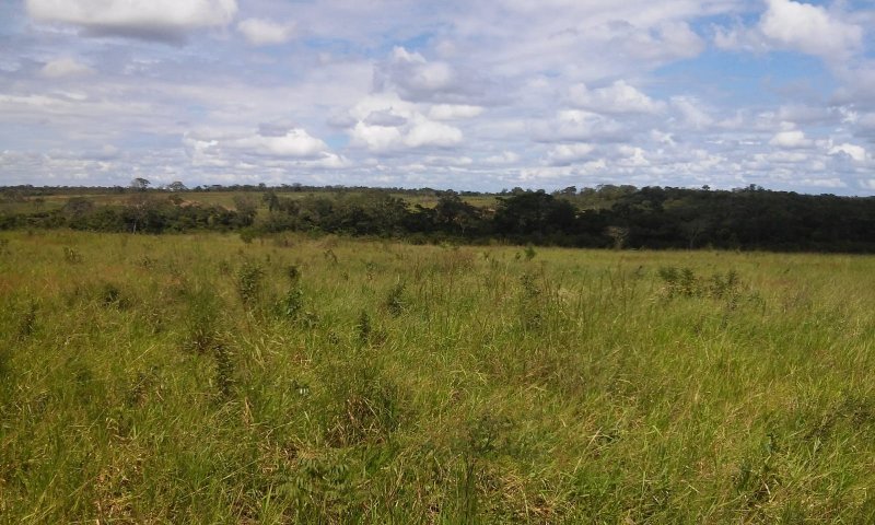 Fazenda-Sítio-Chácara, 529 hectares - Foto 4