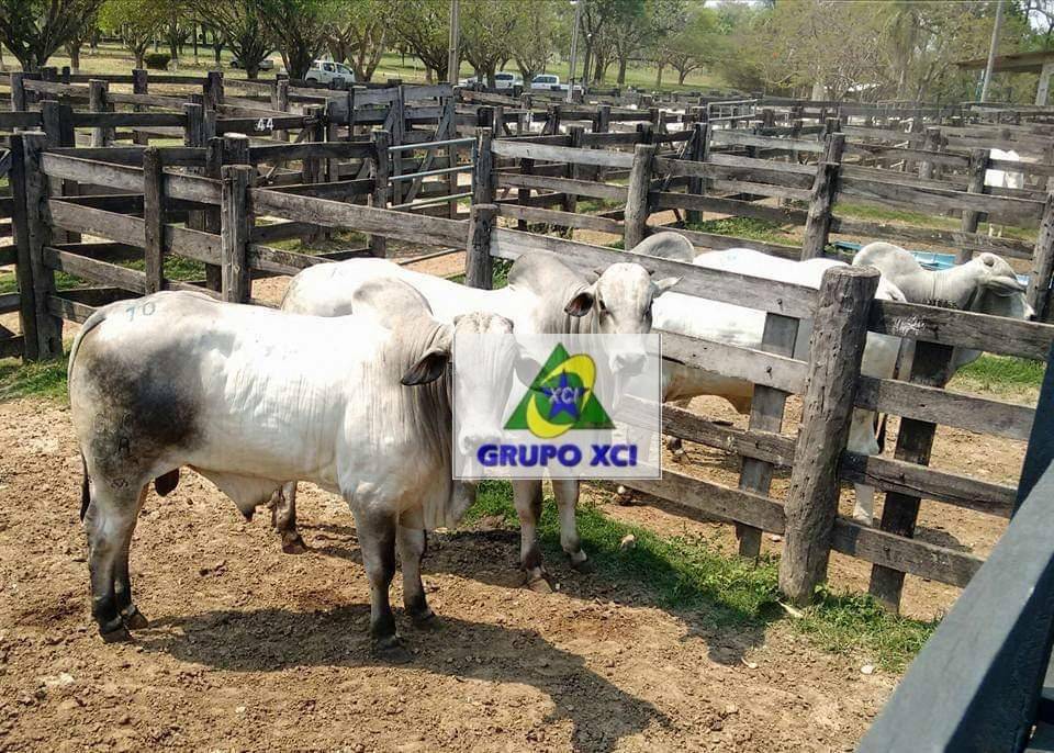 Fazenda-Sítio-Chácara, 78555 hectares - Foto 3