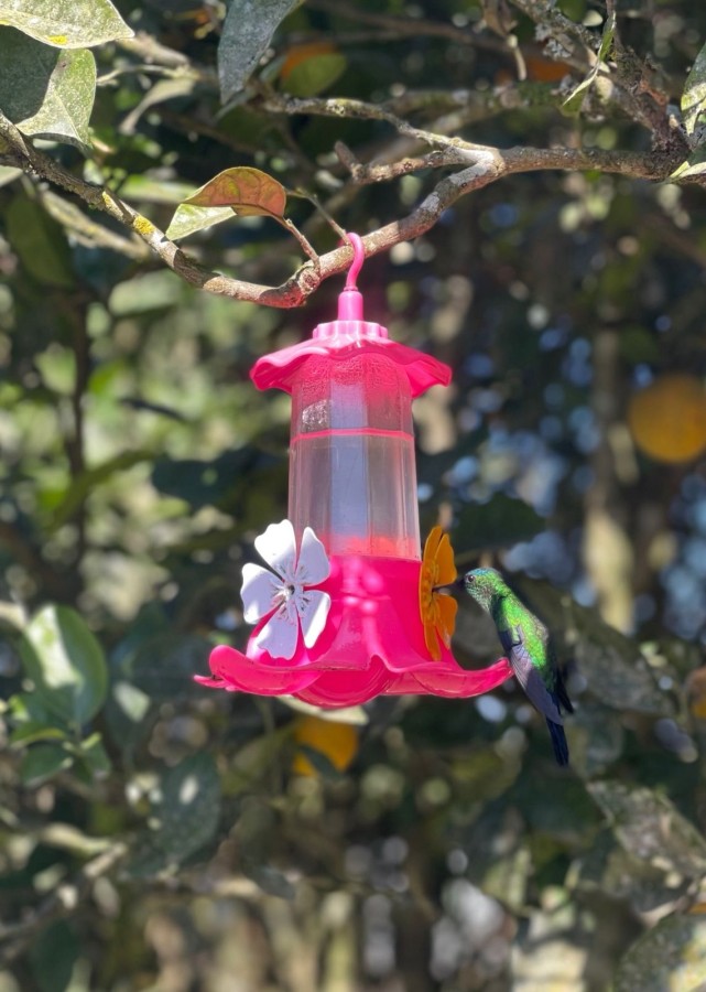 Chácara, 10000 m² - Foto 43