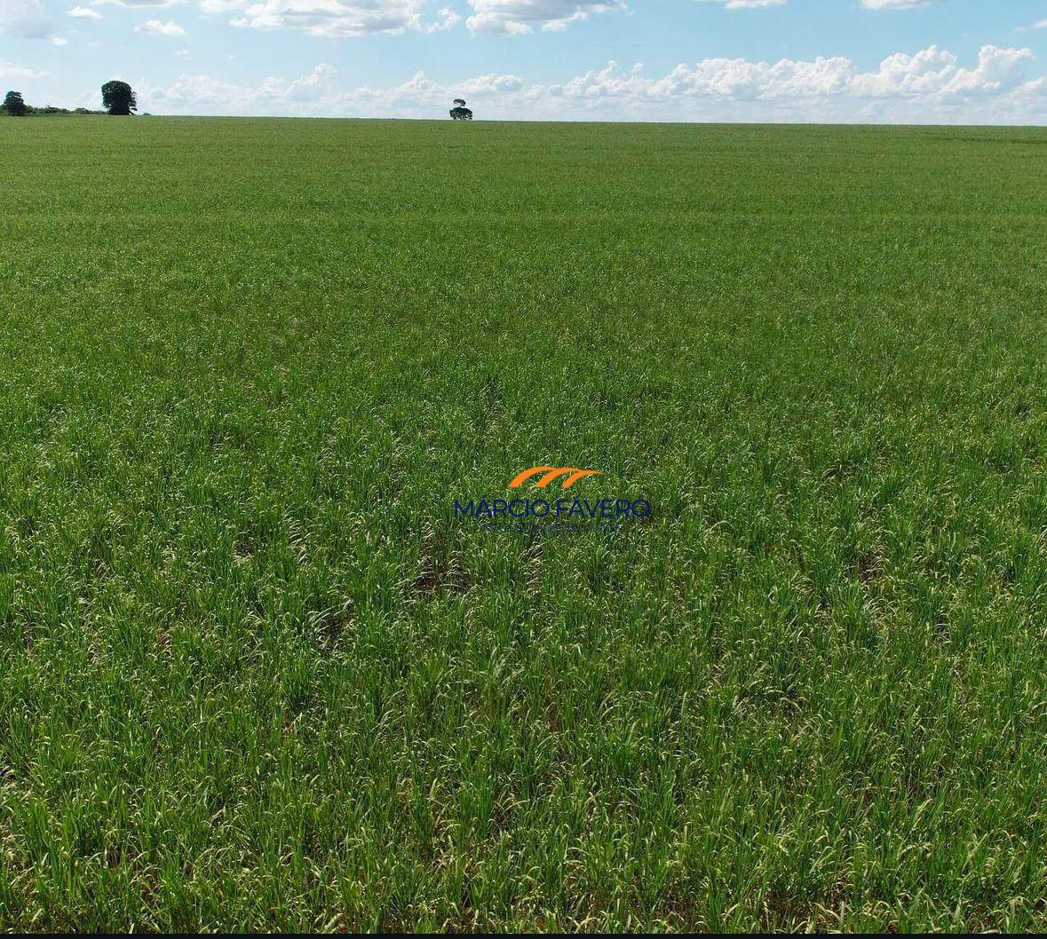 Fazenda, 465 hectares - Foto 4