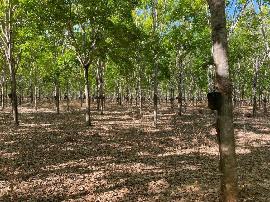 Fazenda à venda, 42910000M2 - Foto 11